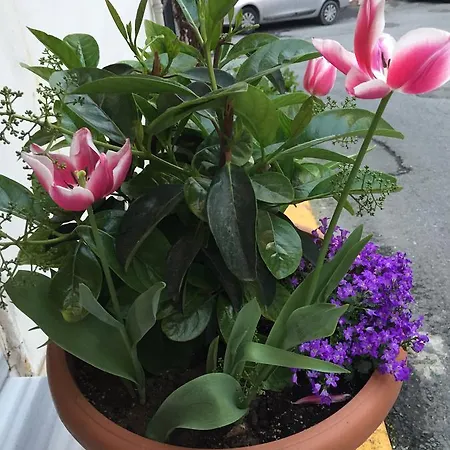 The White Swan Beyoglu Aparthotel Istanbulská provincie